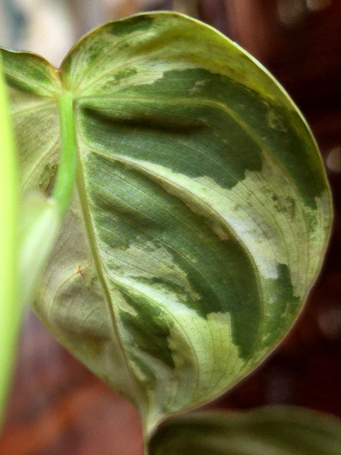 Rare Philodendron Variegated Melanochrysum 13″ Tall Not Anthurium Aroid Monstera