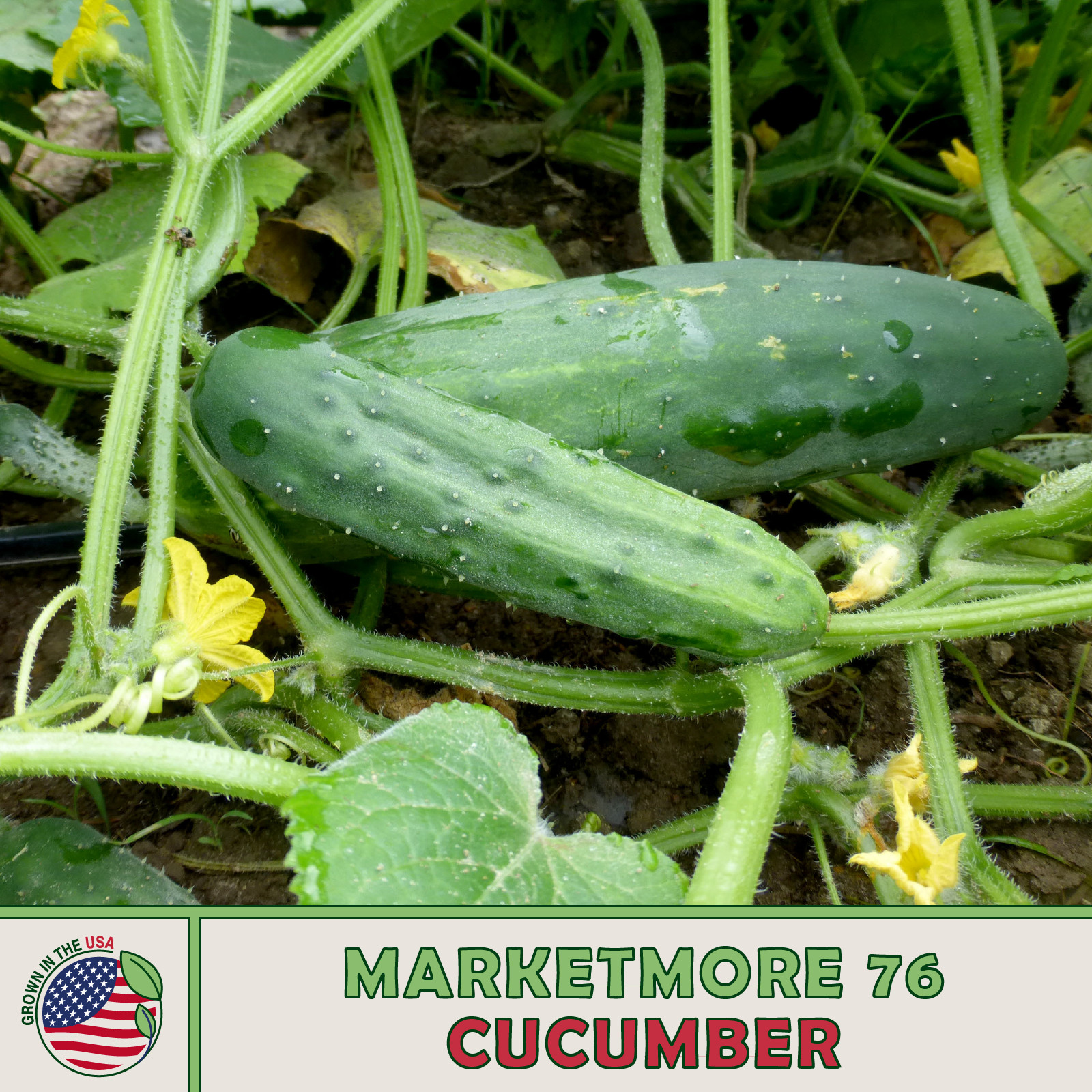 10 Marketmore 76 Cucumber Seeds, Open Pollinated, Genuine USA
