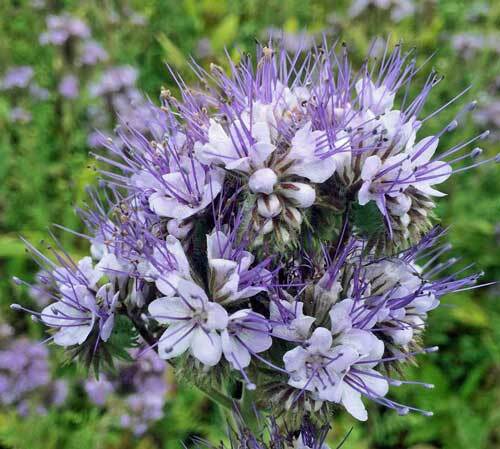 Phacelia tenacetifolia | Lacy Phacelia | Fiddleneck | 300 Seeds