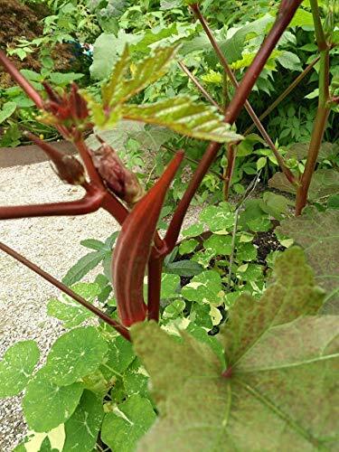 100 Organic Red Burgundy Okra Vegetable Seeds Abelmoschus esculentus Tasty Pods