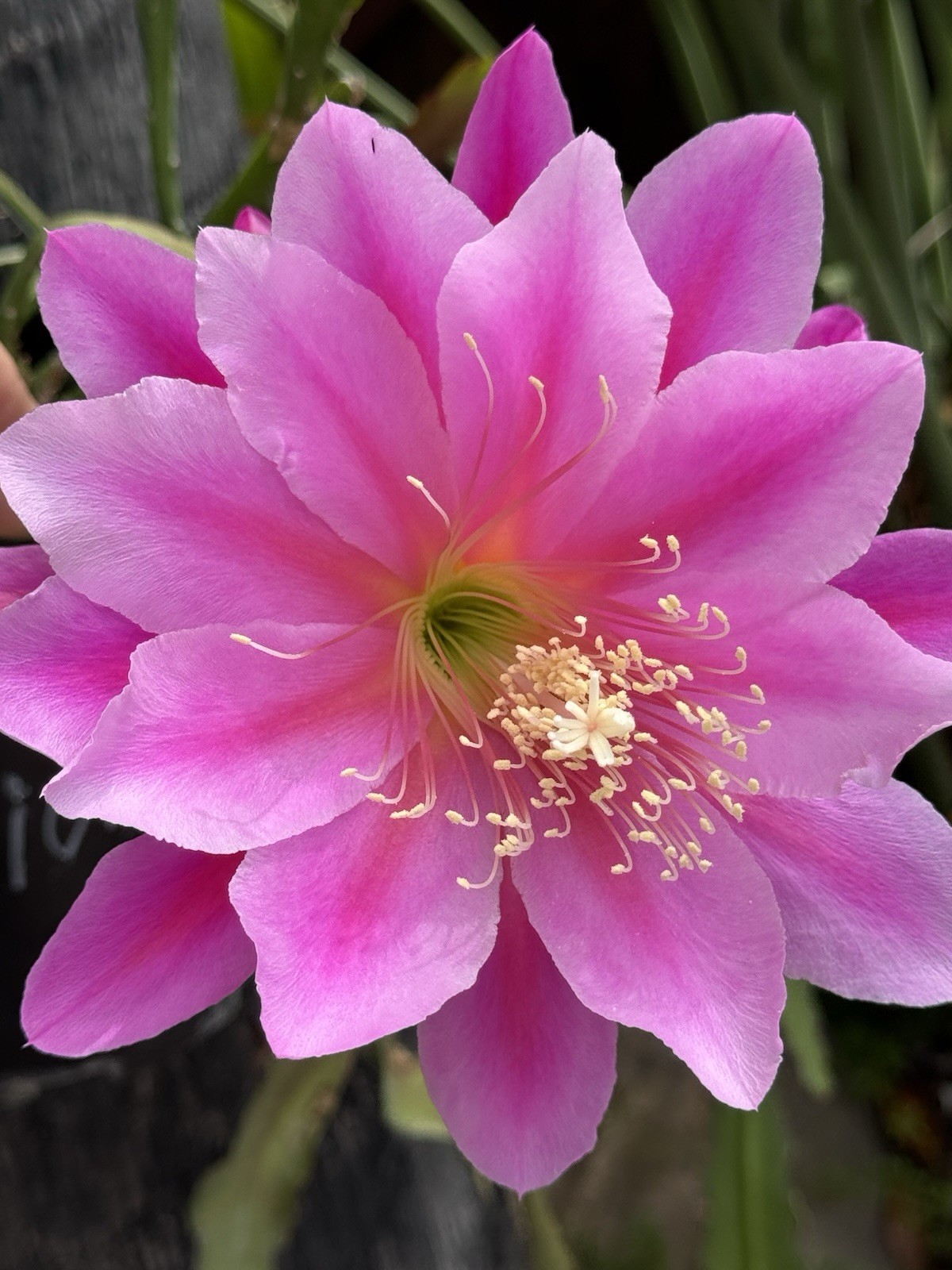 10 + 2 FREE Gift Labeled Orchid Cactus (Epiphyllum) Cuttings, 7-10in.
