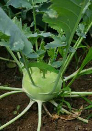 200+ White Viena Kohlrabi Seeds(Brassica oleracea) Garden Vegetable USA