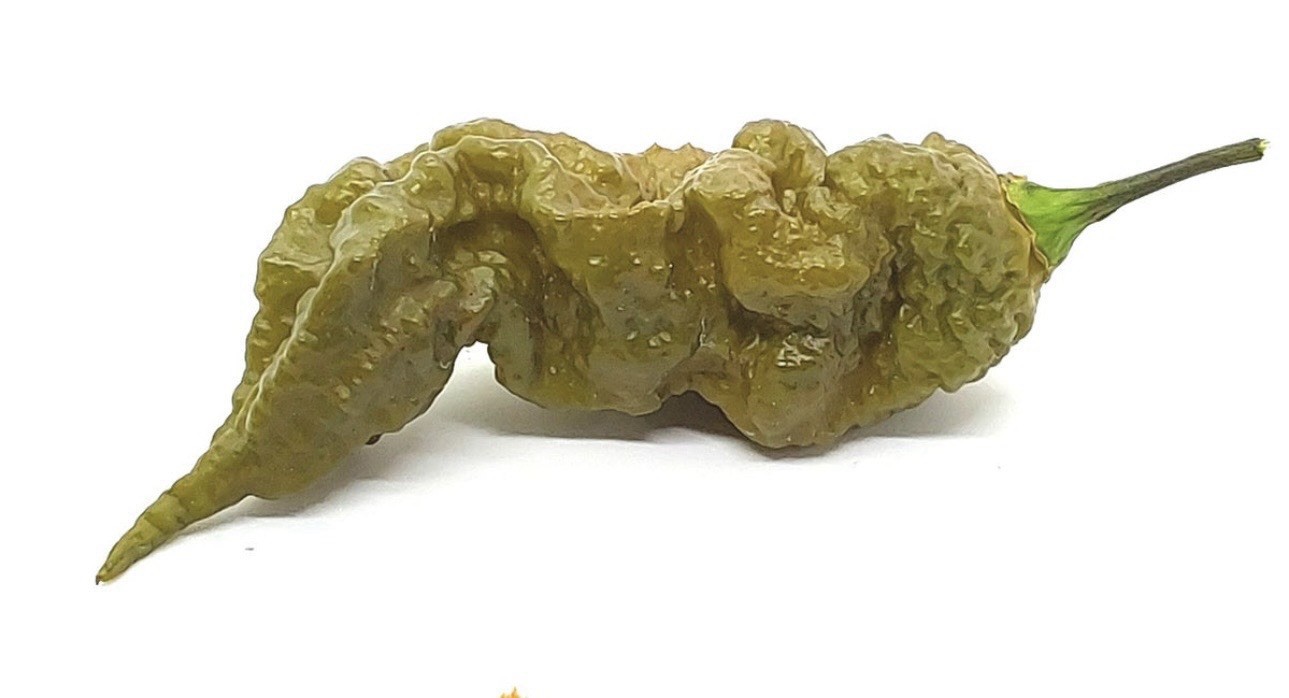 Unique!! 5 Mustard Primatoli Pepper Plants!! Healthy And Ready To Ship!!