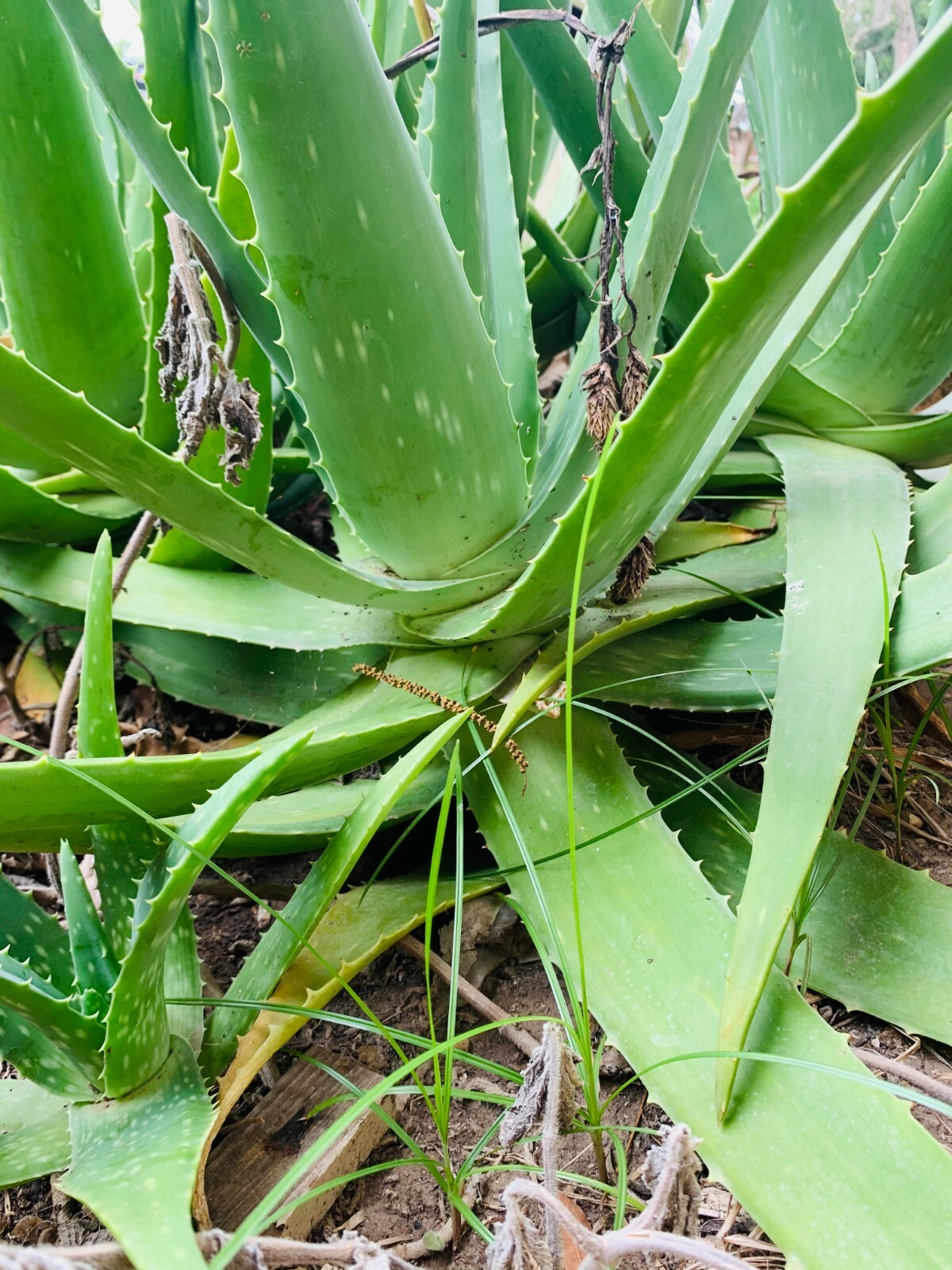 LARGE 14 to 18 inch ALOE VERA PLANT ORGANIC MEDICINAL CACTUS SUCCULENT
