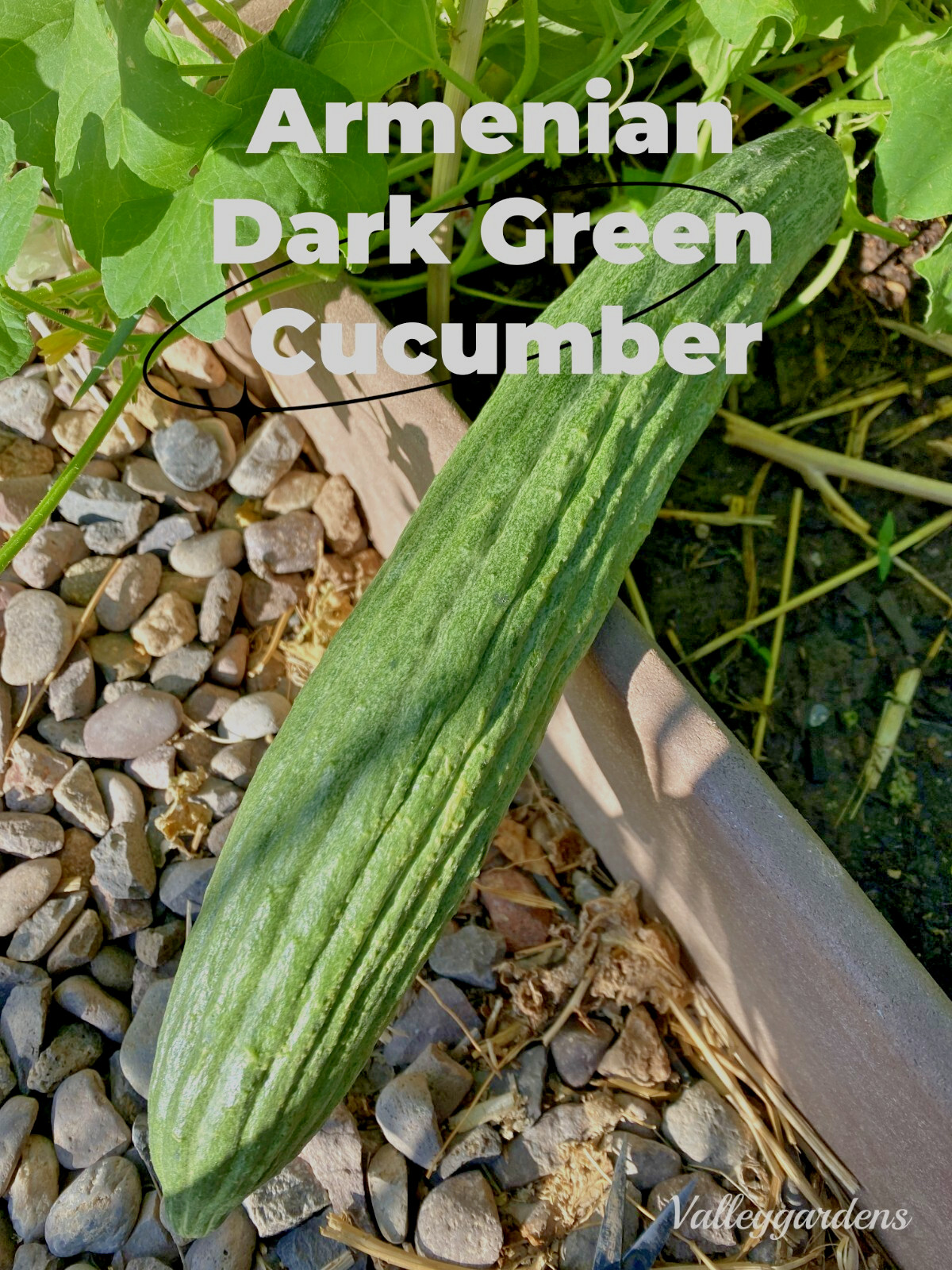 🌱 Heirloom Armenian Dark Green Cucumber 20 Seeds