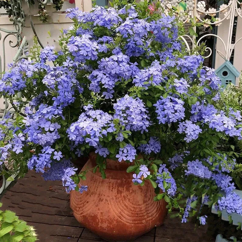Imperial Blue Plumbago