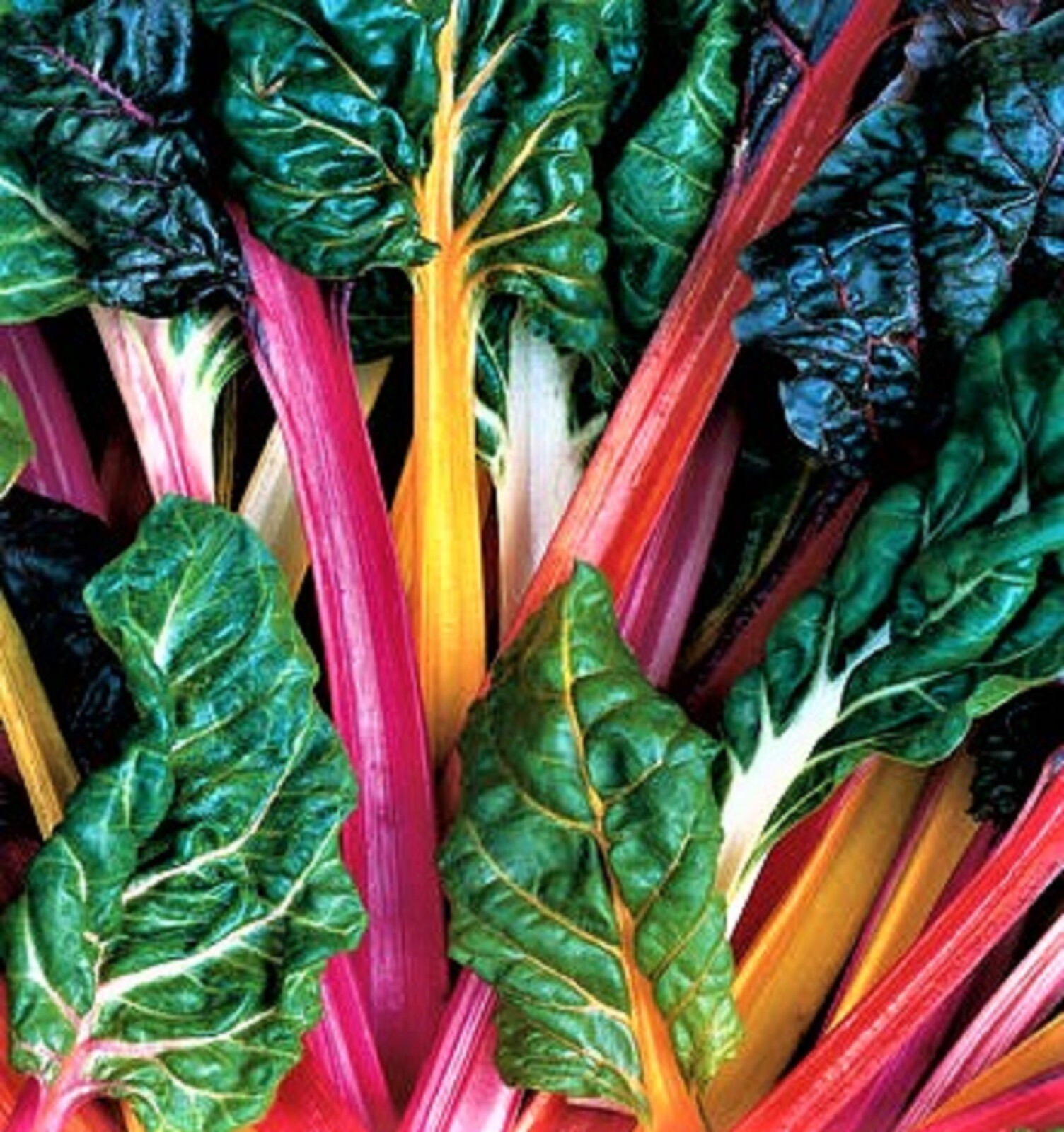 Bright Lights Swiss Chard Seeds 100+ SEEDS NON-GMO –BUY 4 ITEMS FREE SHIPPING