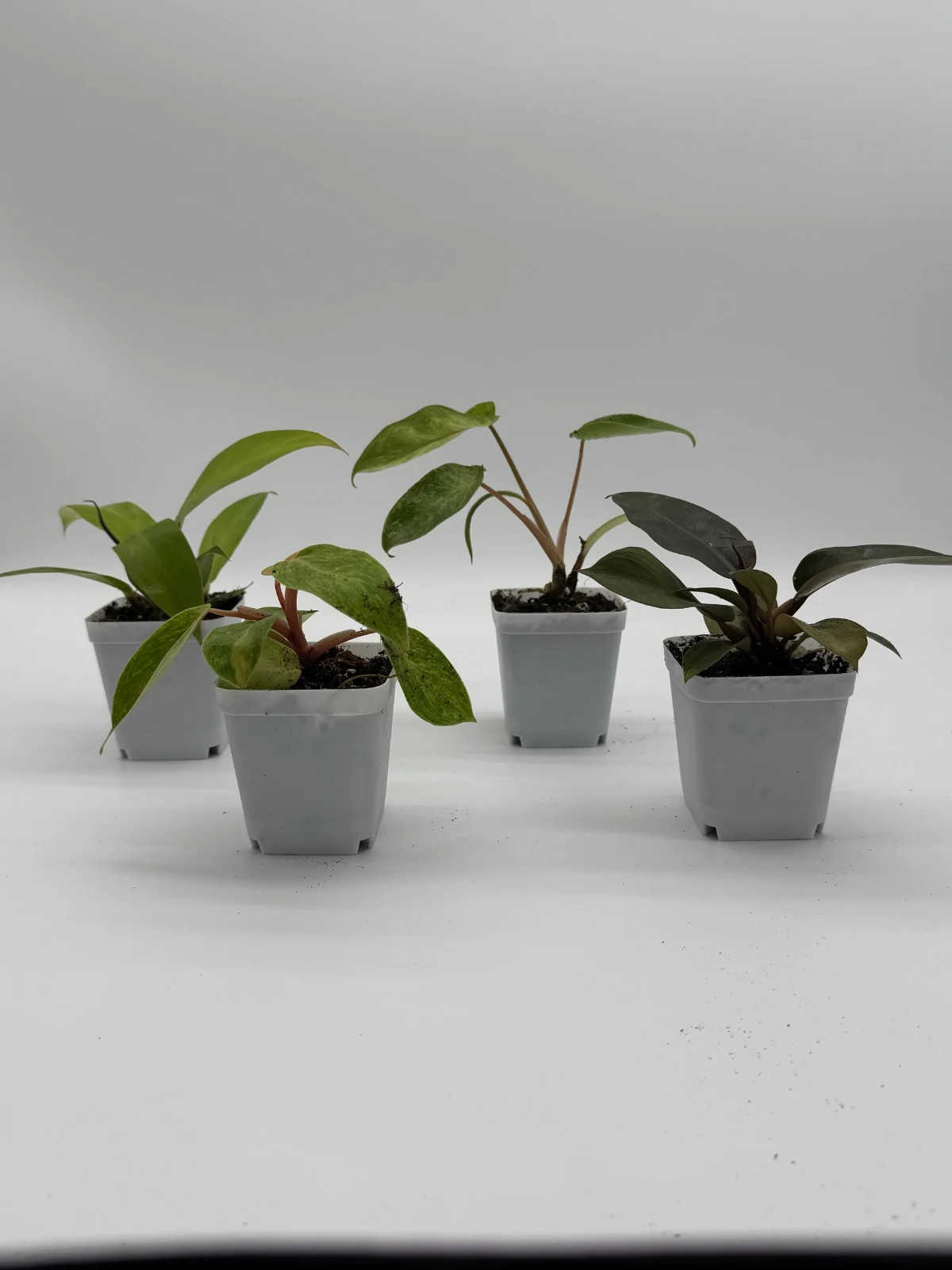 Philodendron Bundle Pack – 4 Rare Varieties in 2.5″ Pots