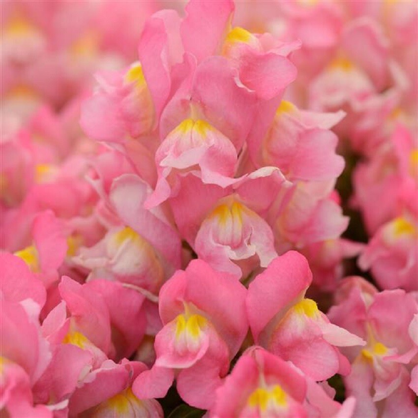 Snapdragon Seeds 50 Pelleted Seeds Snapdragon Snapshot Pink