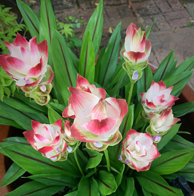 Curcuma Siam Solar Live Plant – 3-6″ Tall – Ship No Pot – Tropical Ginger Flower