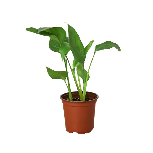 White Bird of Paradise Strelitzia Nicolai • Giant Tropical Leaves • 6″ or 8″ Pot