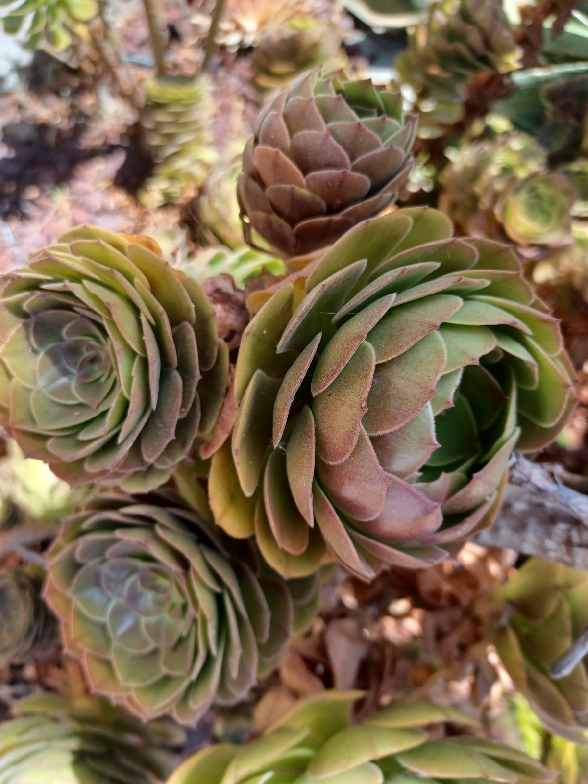 Two Aeonium Madeira Rose Cuttings 2-4″ Rosette