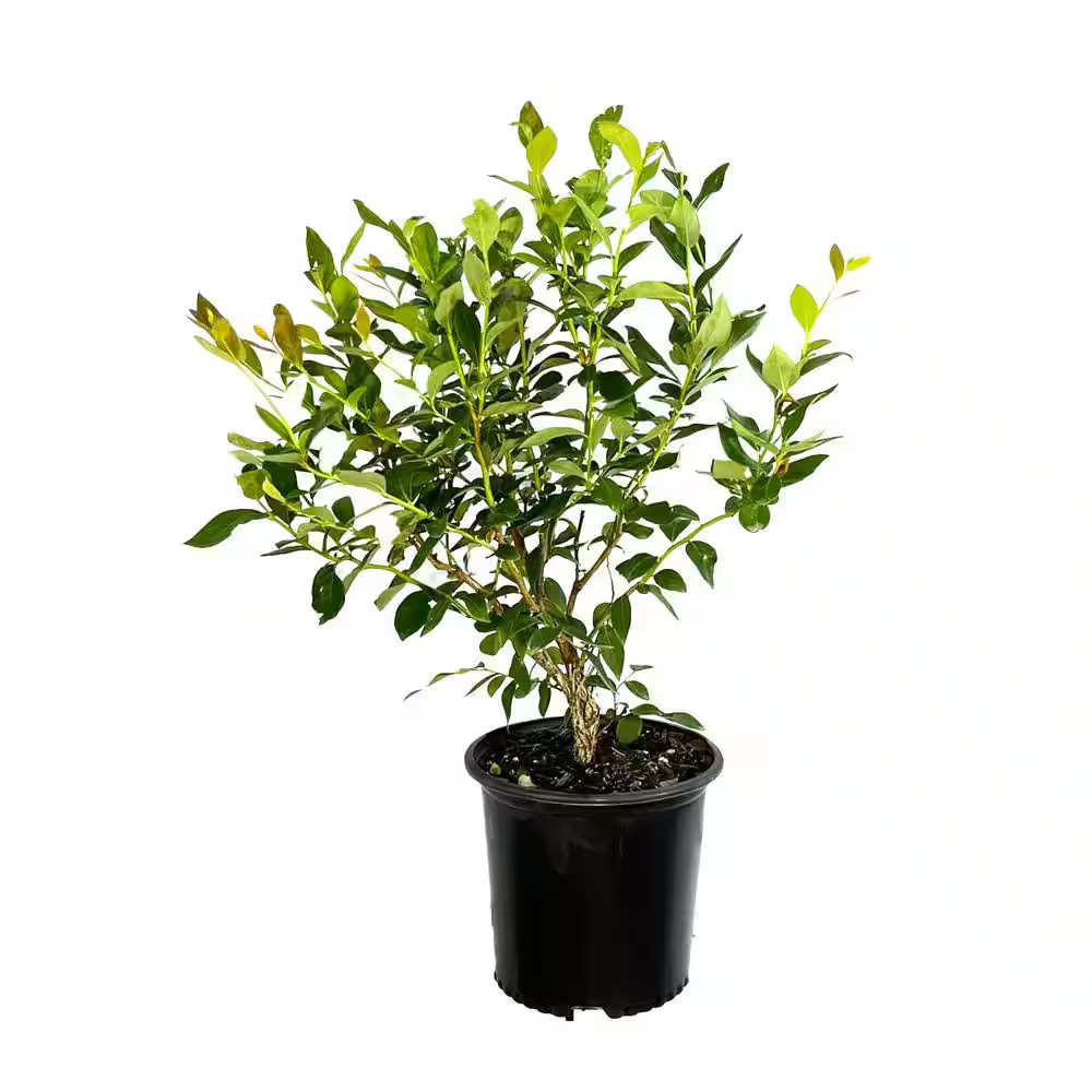 2.25 Gal. Duke Blueberry Live Plant with Large, Crisp Berries