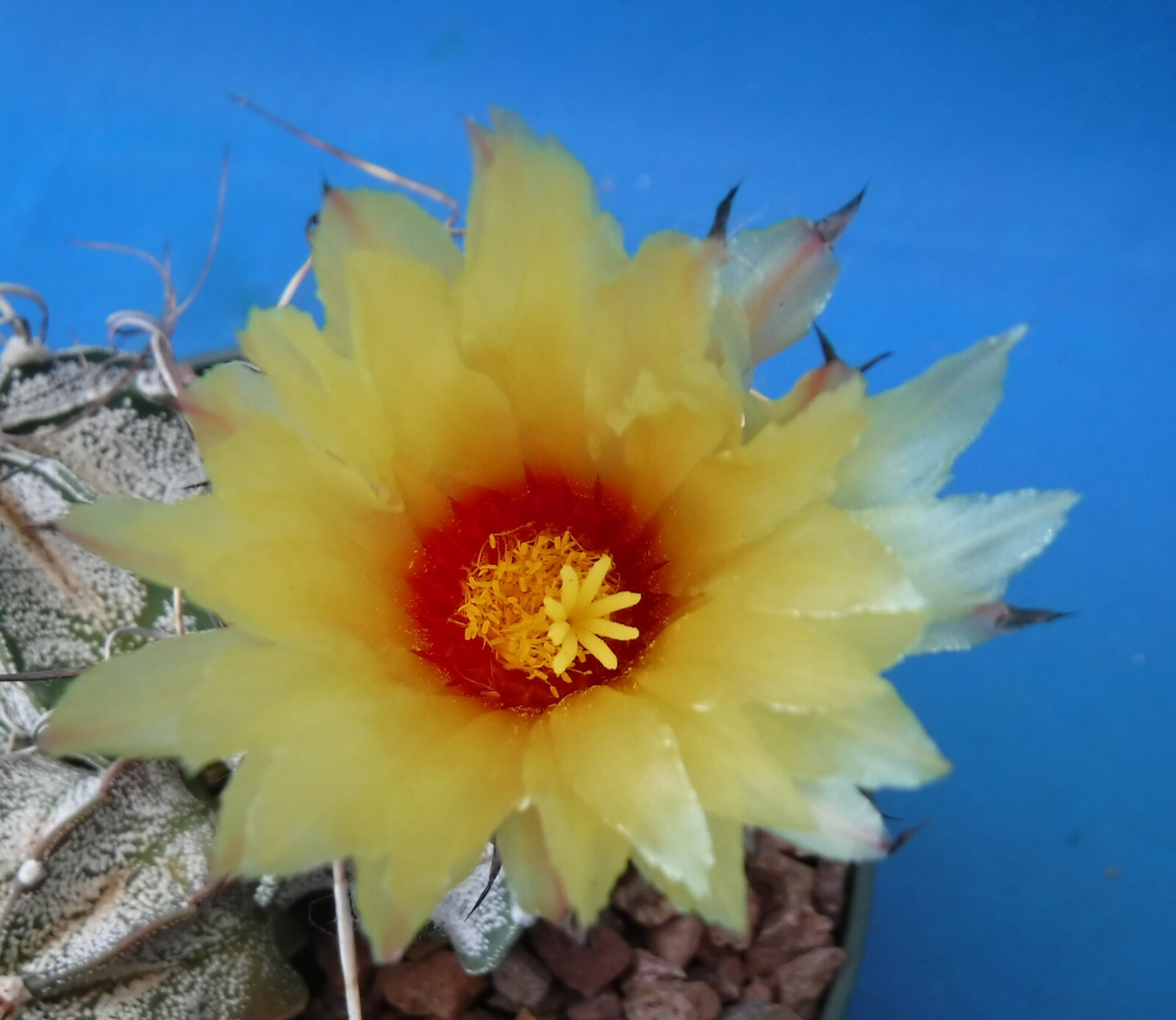 Astrophytum capricorne FOUR (4!) Plants Great Spines/Colors Nice FULL 3.25″ Pot
