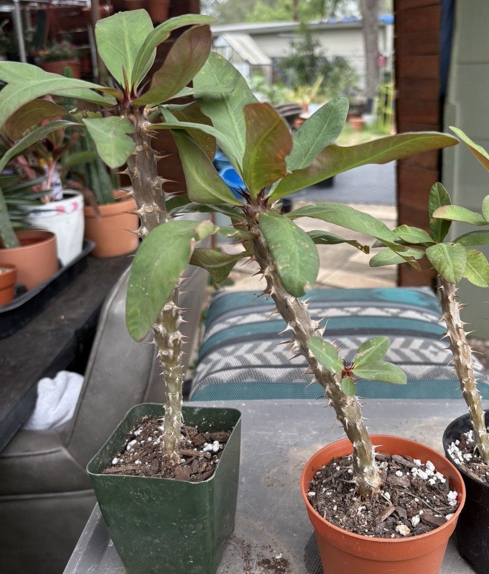 Red Crown of Thorns Live Plant 7-10″ Tall Corona de Cristo Euphorbia Texas US