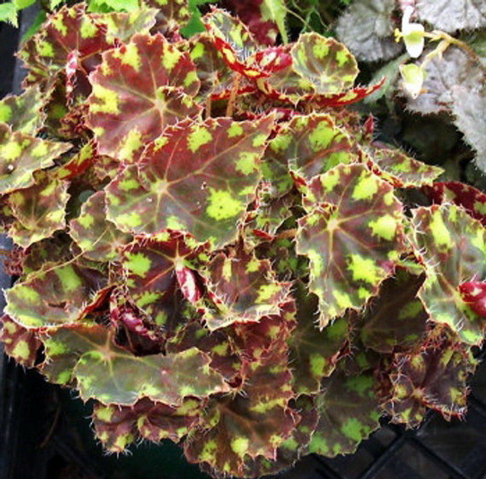 Little Darling Begonia Plant -2.5″ Pot- Terrarium/Fairy Garden/HousePlant