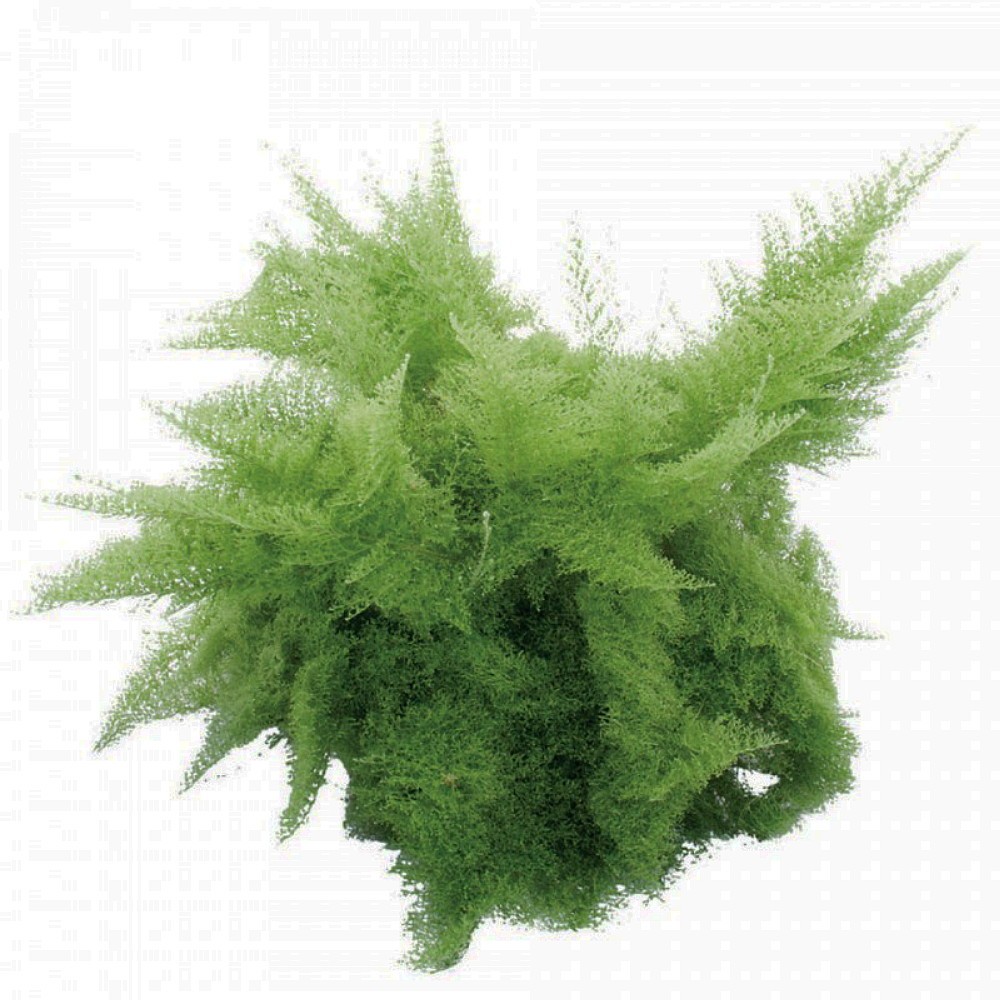 Rare Cotton Candy Fern – Nephrolepis exaltata ‘Smithii’ – 6″ Pot