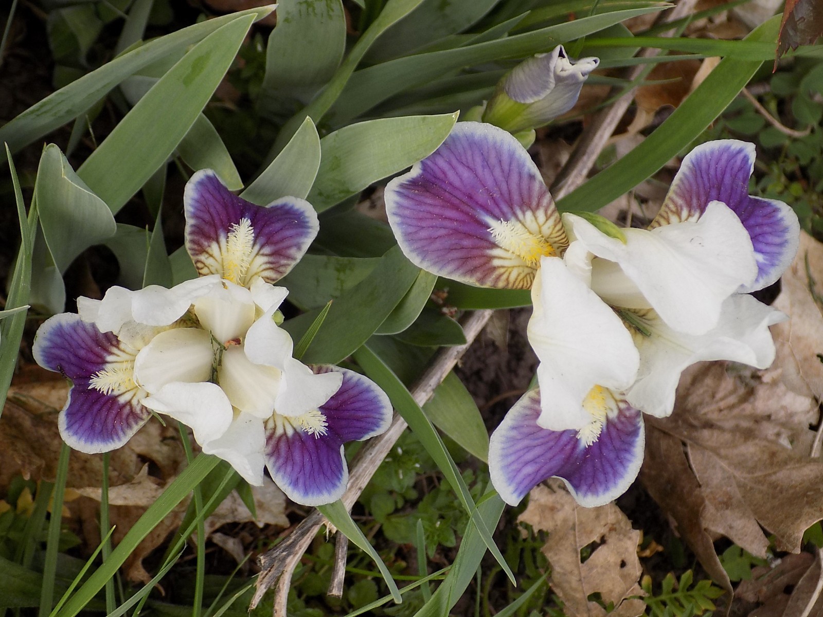 Lot of 2 “Stitch Witch” intermediate iris………So sweet!