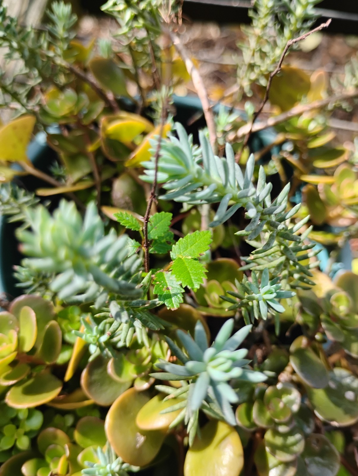 SUCCULENT GARDEN IN 5 DIFFERENT ROOTED VERY EASY TO GROW! TAKE LITTLE WATER TOO!