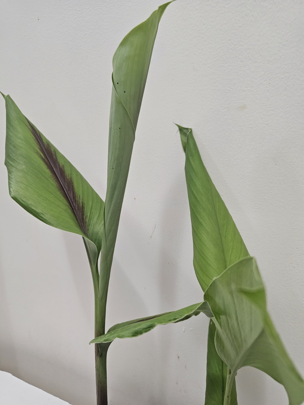 2 Live Plants Curcuma Caesia /Curcuma Longa .
