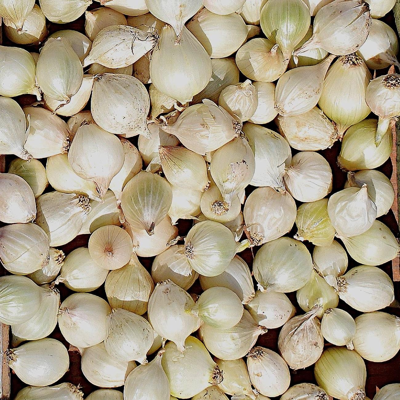 Onion White Bulb Sets 100 Plant Bulbs, Easy to Grow