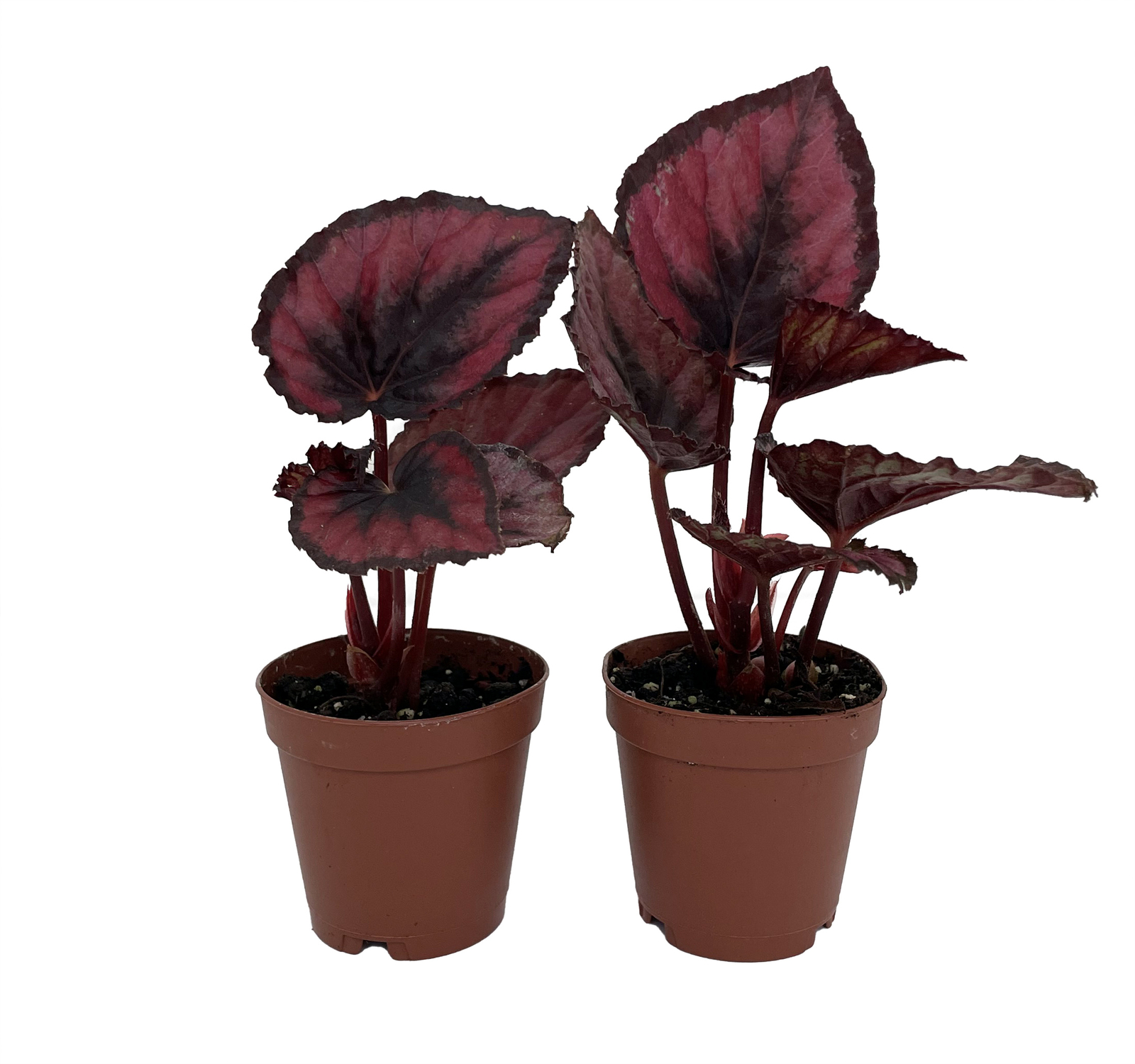 Red Rex Begonia Plant – 2 Plants in 2″ Pots – Easy House Plant