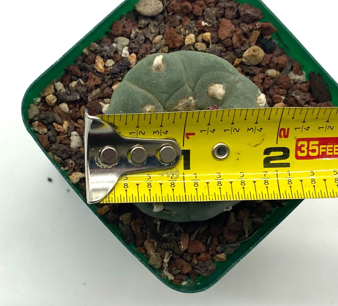 Ariocarpus LF Seed Grown 1.8 Inches Wide Not Astrophytum Aztekium