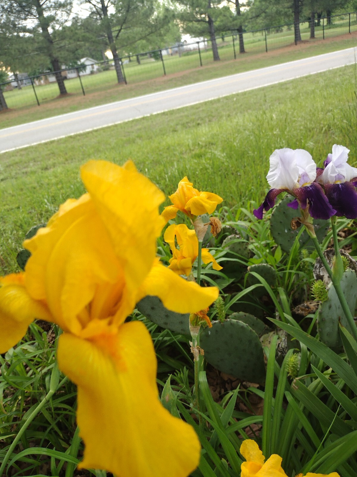 25xBearded Iris Rhizomes – Easy to Grow, FresH Mixed Colors FAST SHIPPING