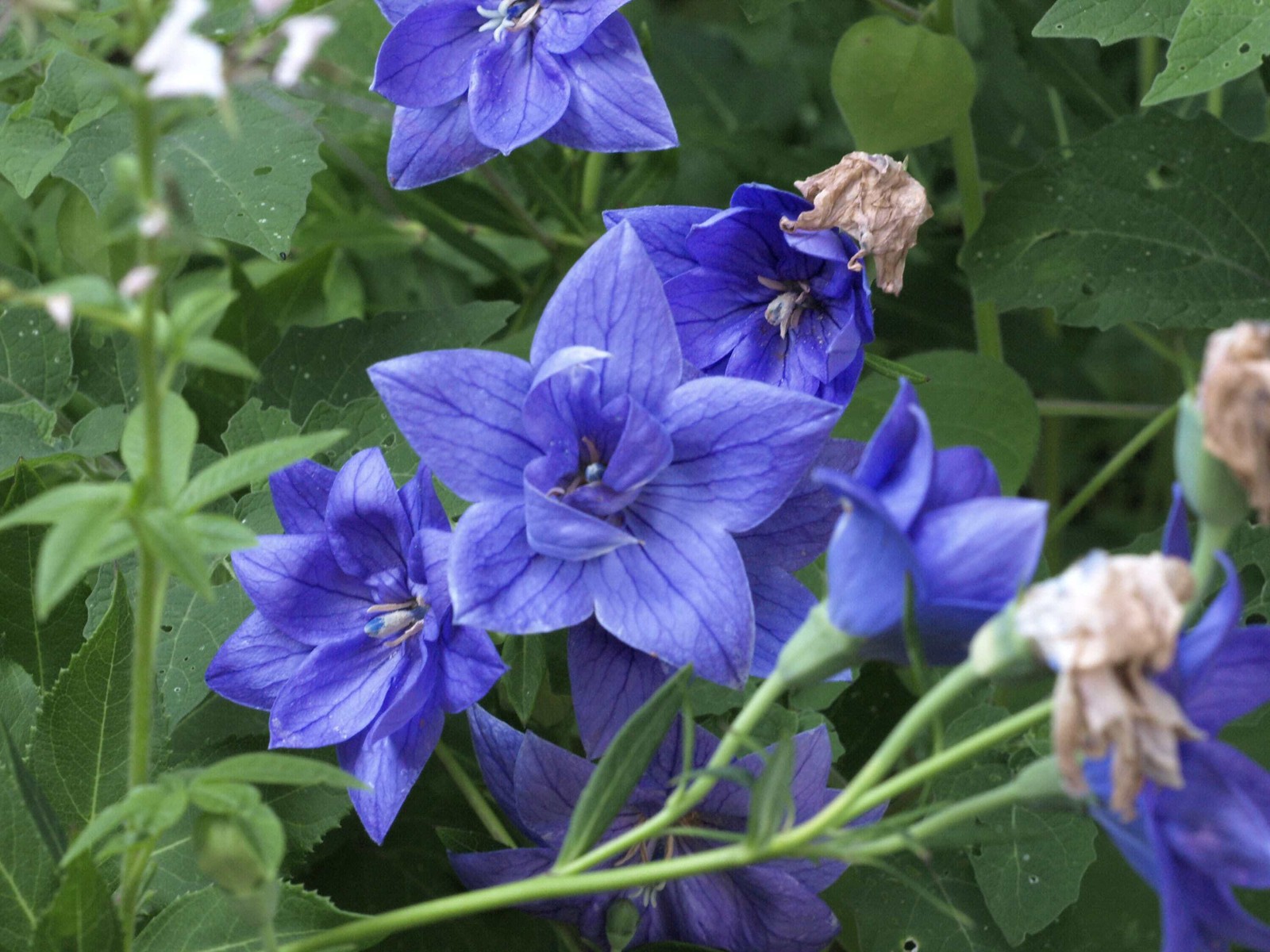 Balloon Flower Blue plant 3.25″ pot – Semi-double blooms – Platycodon