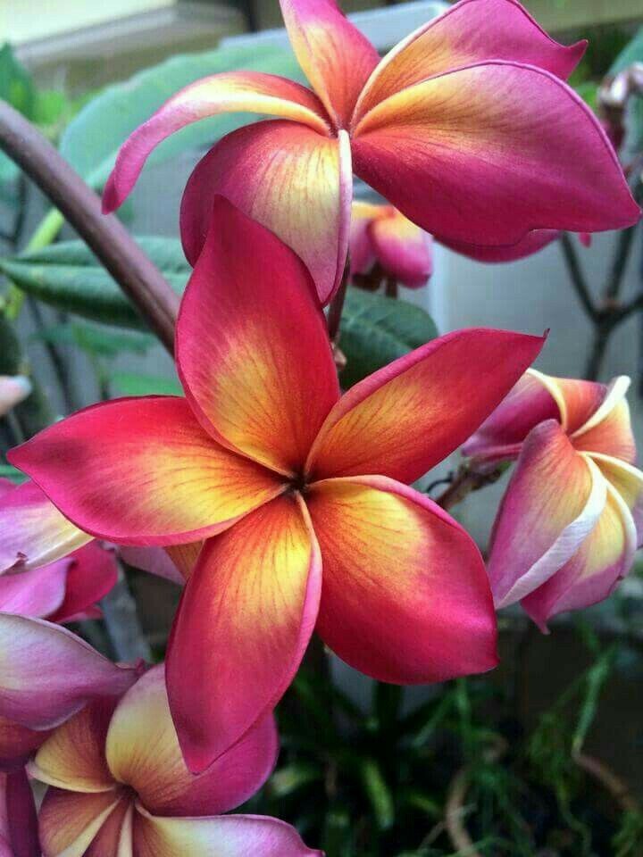 5 Bright Pink Orange Plumeria Seeds Plants Flower Flowers Perennial Seed 505
