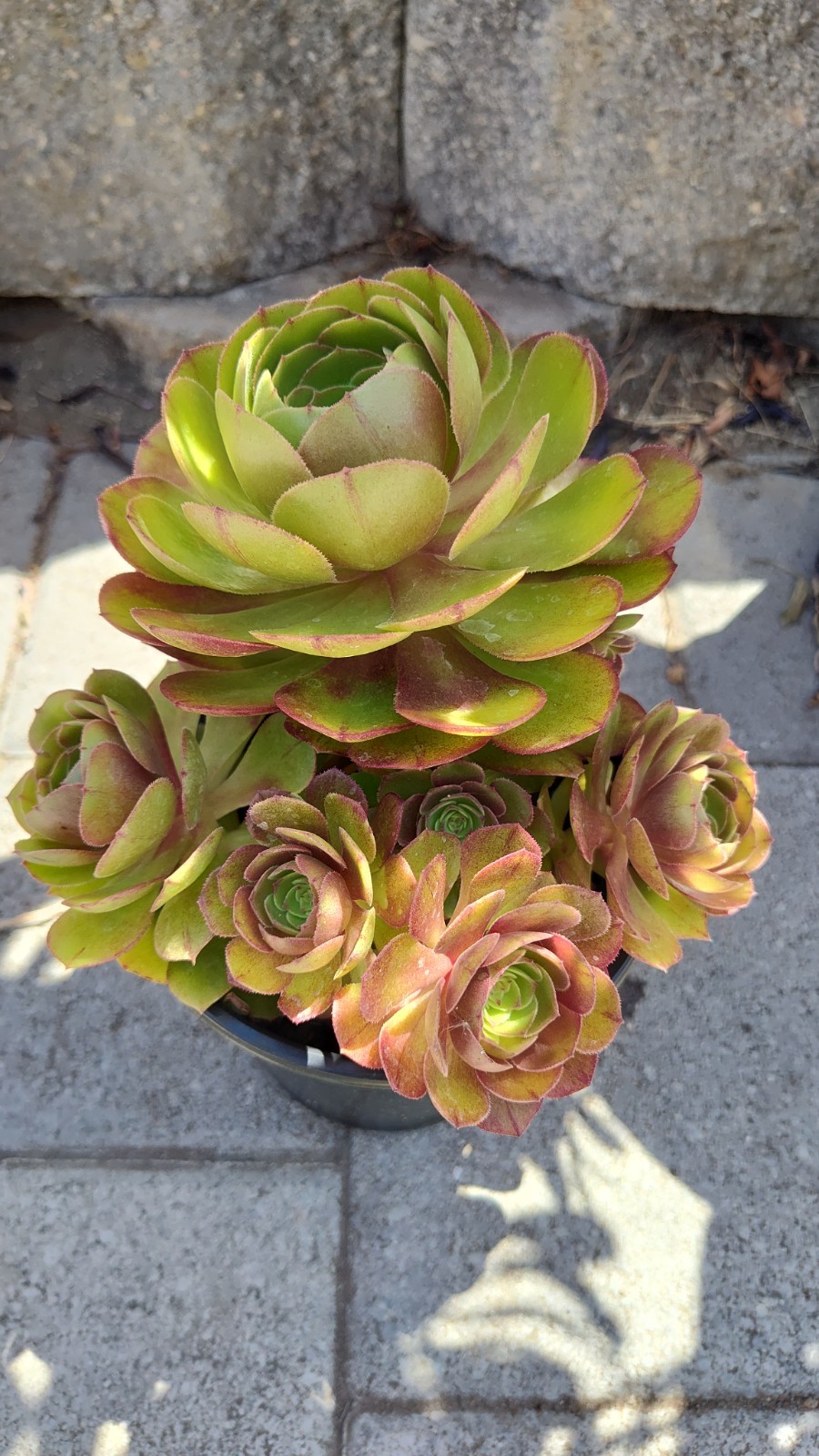 Two Aeonium Madeira Rose Cuttings 2-4″ Rosette