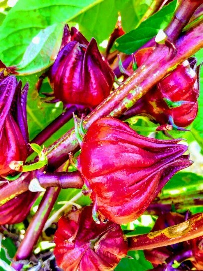 25 seed Red Hibiscus Roselle, Jamaican Sorrel, Florida Cranberry Hibiscus Seeds