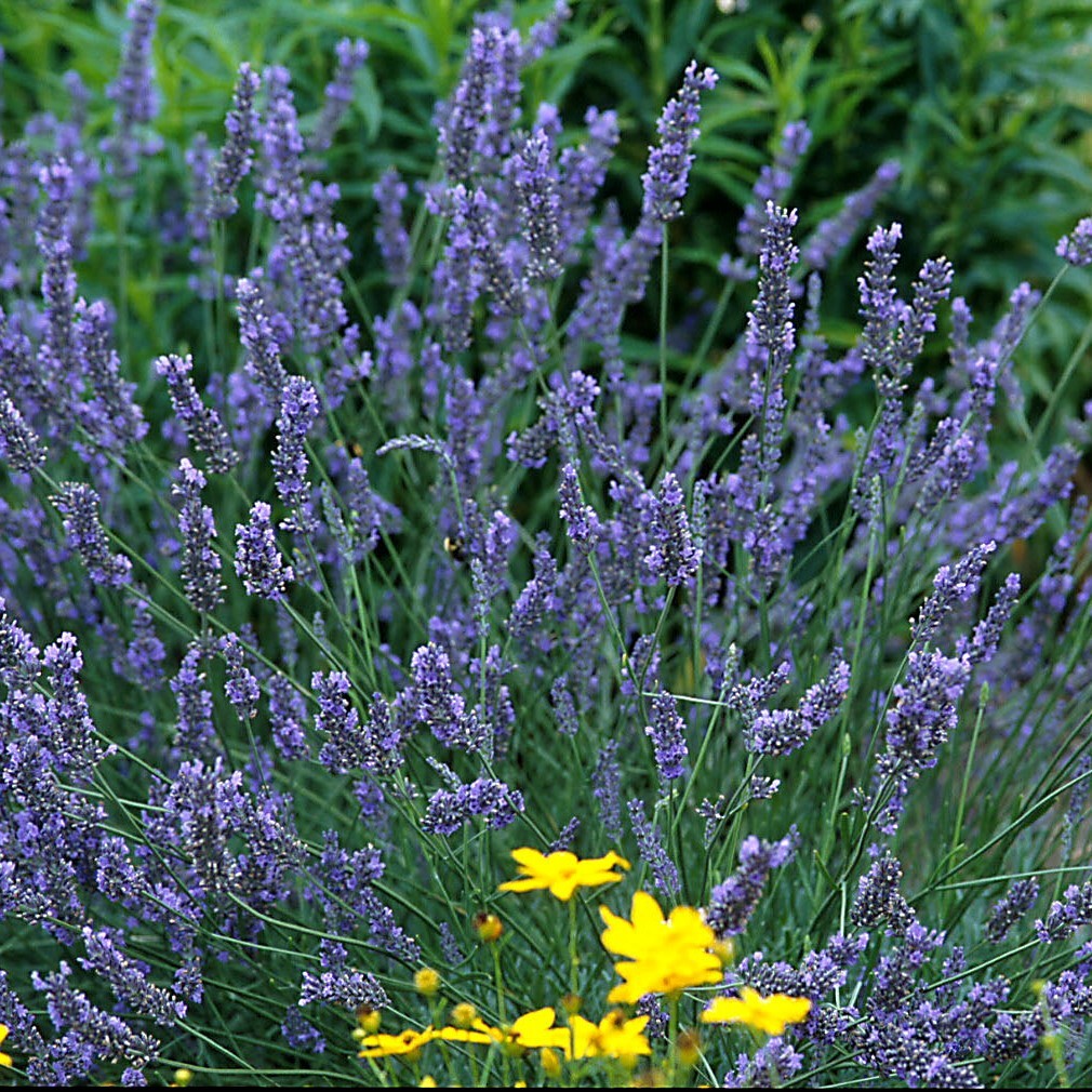 4 Live English Lavender Starter Perennial Plants. Super Healthy. Ready to Plant.