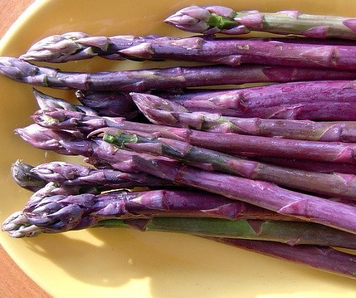 6 Asparagus Crowns “Purple Passion” (Pack of 6 Bare Root Plants) Zones 3-8
