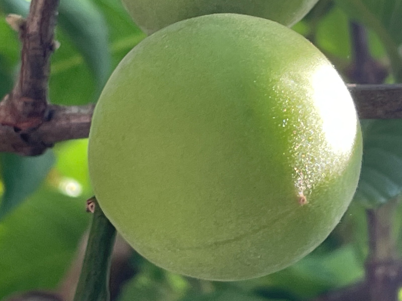 5 Japanese Ume fruits, or Plum Fruits, Prunus Mume, Maesil, Cuttings