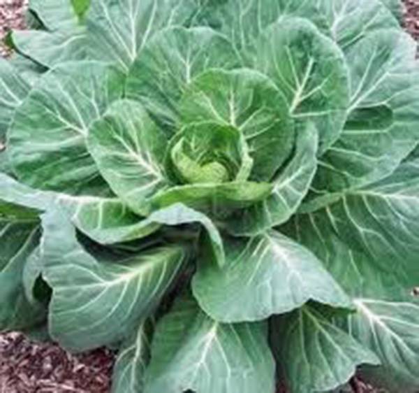 COLLARD GREENS SEEDS, GEORGIA SOUTHERN, HEIRLOOM, 50+ SEEDS, NON GMO