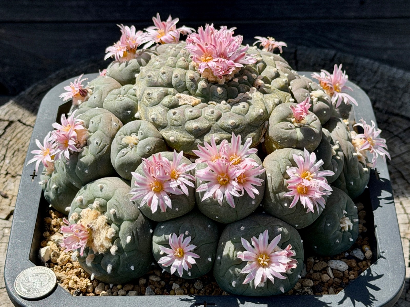 Giant Ariocarpus Astrophytum Aztekium (Fric-ii) Seed Grown 8.50″