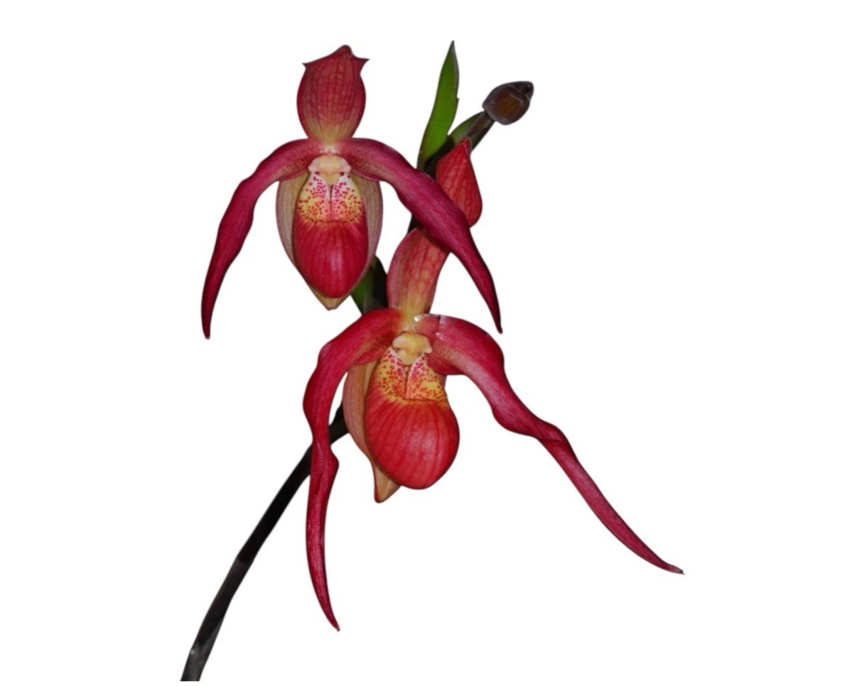 Phragmipedium Ingrid Suarez Ecuagenera Red Orchid Hybrid NEW GROWTHS 4” Pot
