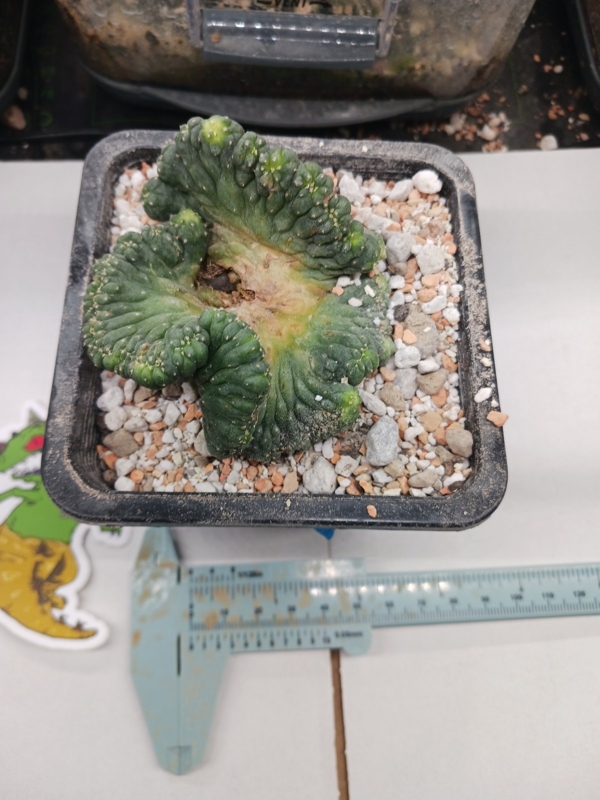 Astrophytum Aztekium Crest seed grown Tex An A.