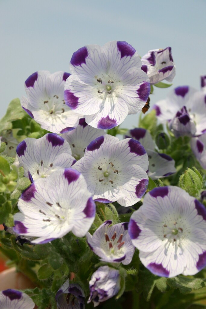 Five Spot Flower Seeds Nemophila maculata Free Shipping!