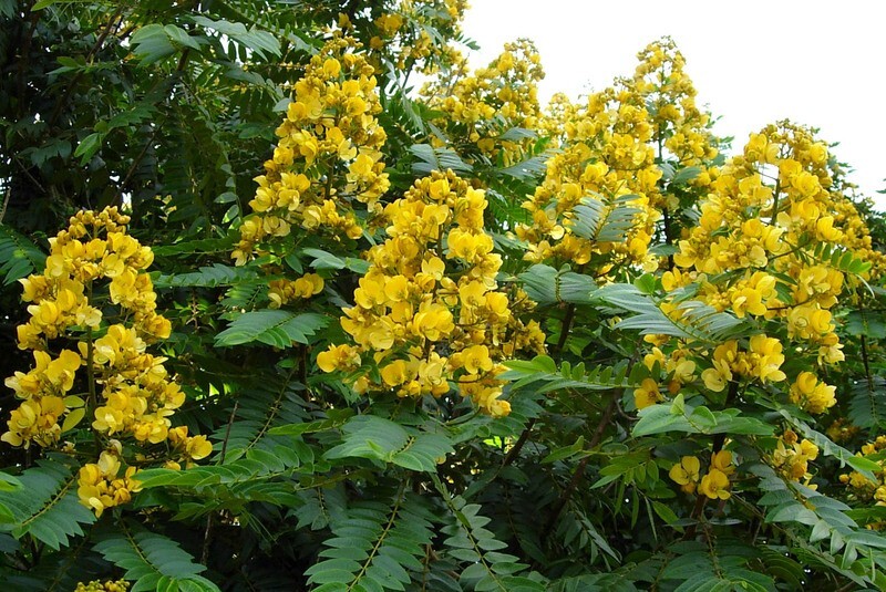 Senna Siamea 100 Seeds, Cassia Kassod, Thailand Garden, Flowering Shower Tree