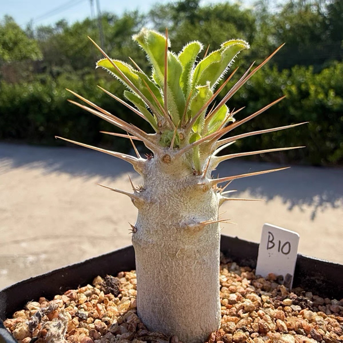 Pachypodium saundersii Rare Caudex Succulent Exact Plant