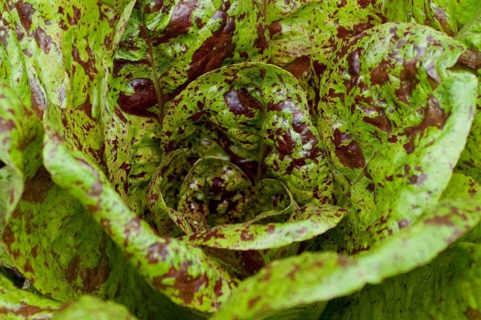 1000 FRECKLES ROMAINE LETTUCE SEEDS ~ 2026 ~ heirloomseedguy ~ USA