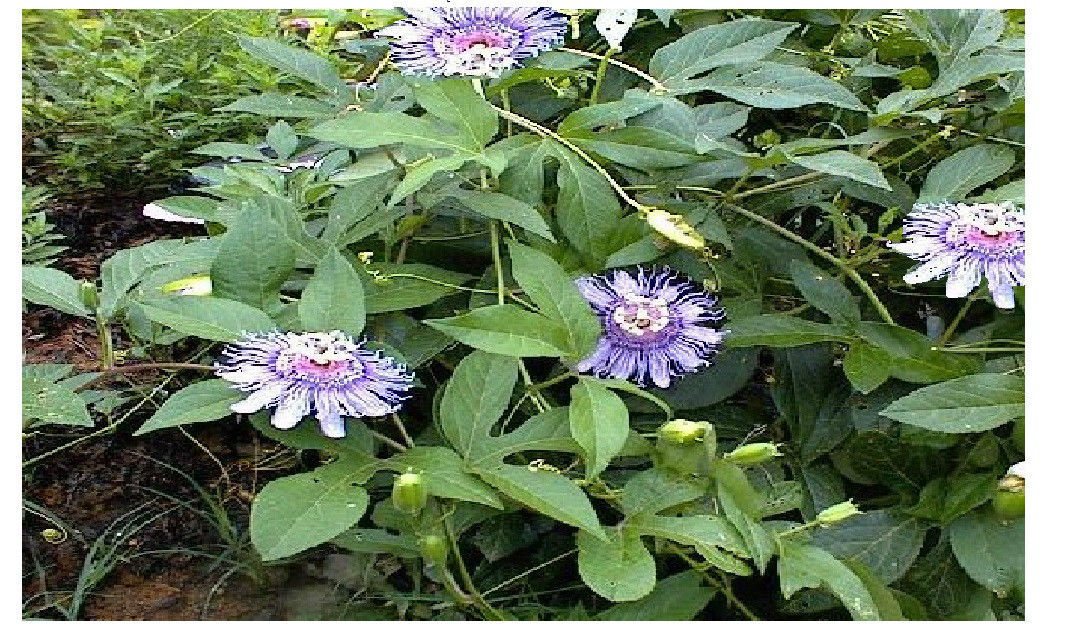 25 + SEEDS PURPLE PASSION MOLLYPOPS MAYPOP VINE USA Seller
