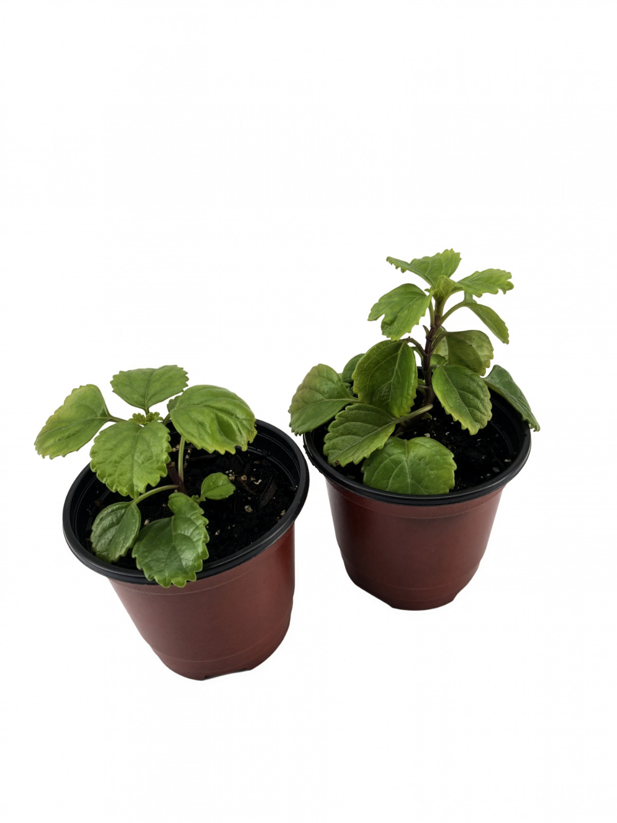 Swedish Ivy| Plectranthus Verticillatus| Live Plants Rooted in 4″ Nursery Pot