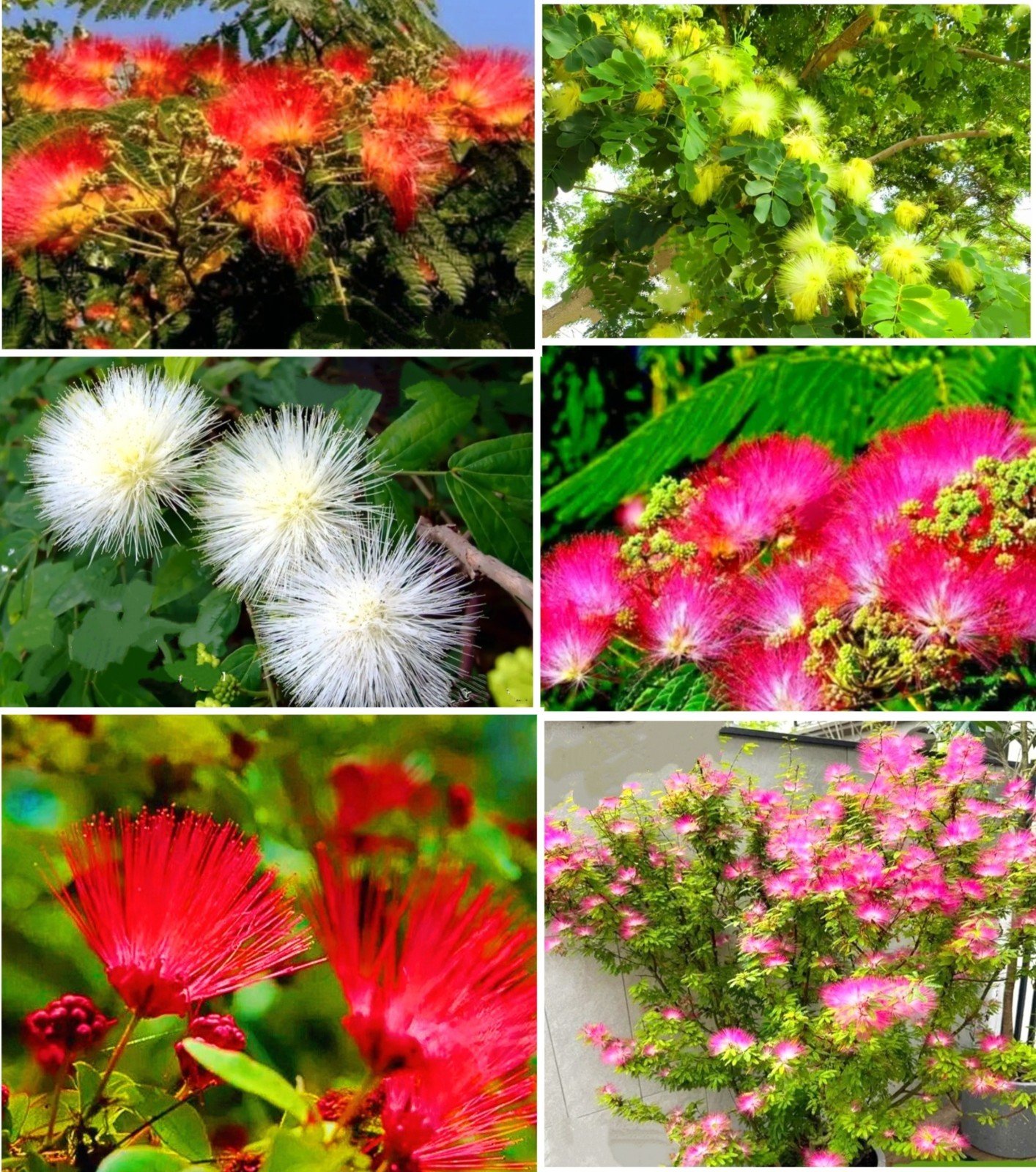 100 Mimosa Silk Tree Seeds Albizia Julibrissin Persian Silk Tree Mix Flower