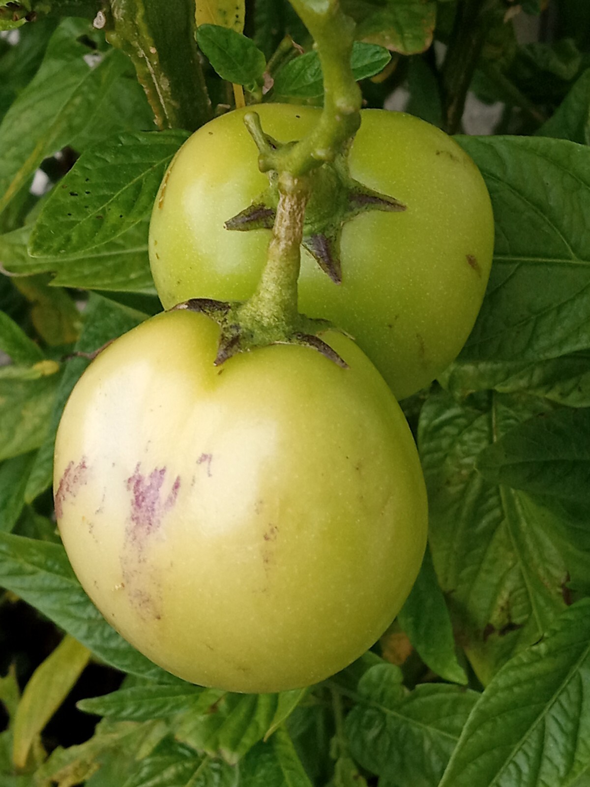 1 Solanum muricatum Pepino Melon Golden Sweet 有机人蔘果 Ginseng Fruit – Live plant