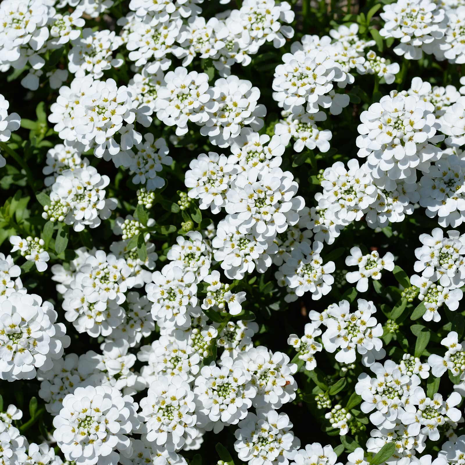 Candytuft Iberis 15 Plants in 3-1/2 inch Pots