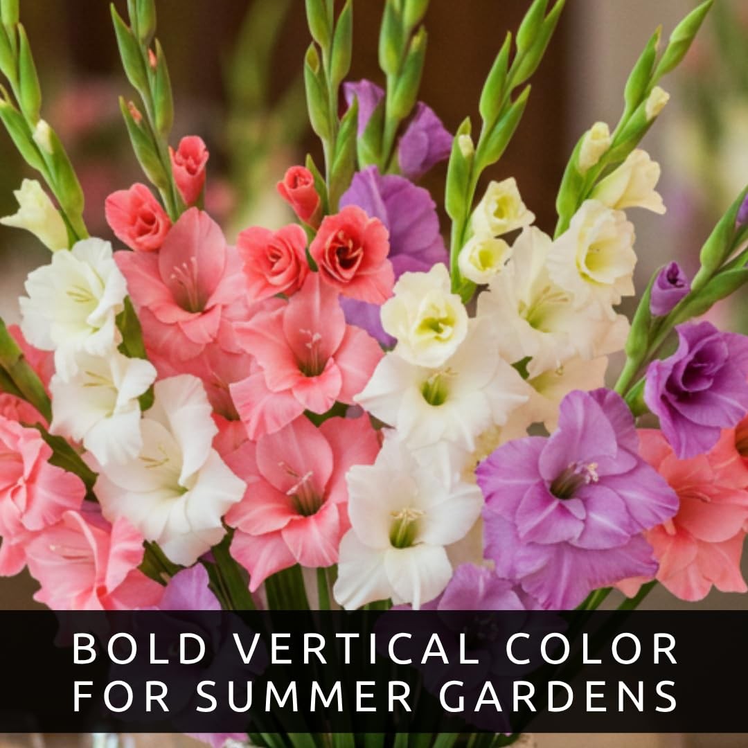 10 Gladiolus Bulbs, blue red green yellow white purple pink orange magenta