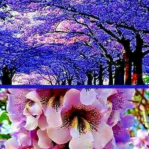 50 Royal Empress Tree Seeds “FASTEST GROWING TREE in the WORLD”